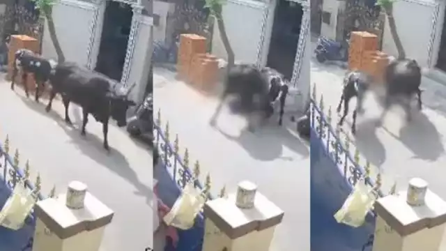 Todo quedó evidenciado en video. Foto: Especial