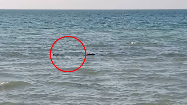 El cocodrilo solamente paseaba en la costa de Las Coloradas
