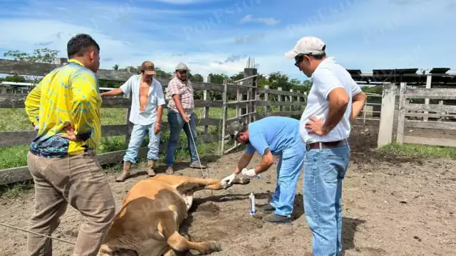 Campeche refuerza control pecuario con apoyo del Departamento de Agricultura de EE.UU.