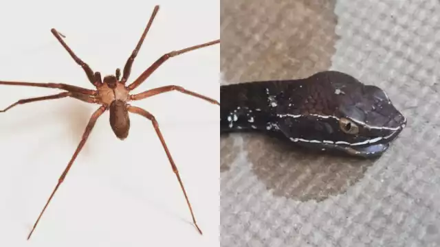 Hay especies de insectos y reptiles que son venenosos