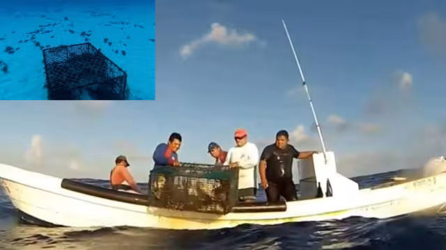 Las condiciones climáticas adversas favorecen la actividad pesquera, al mover la langosta en el lecho marino