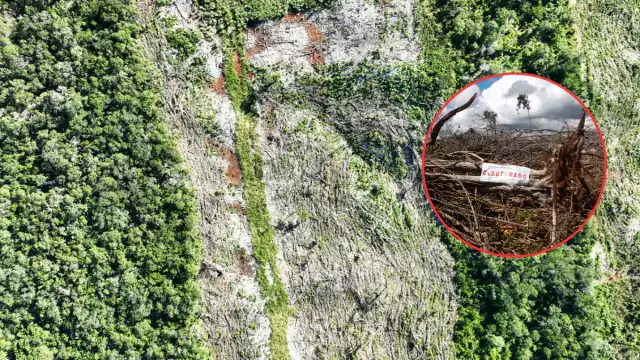 Clausuran terrenos en Campeche por cambio de uso de suelo ilegal para potreros