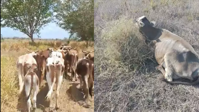 En las últimas semanas se han registrado varias muertes de animales en la zona, pero la falta de veterinarios ha impedido determinar las causas exactas.
