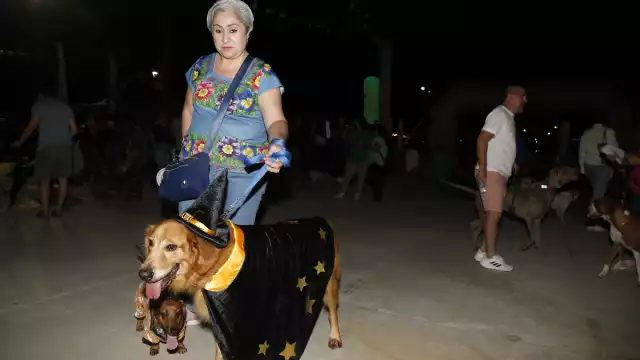 Los caninos protagonizaron el concurso de mascotas terroríficas con pasarela