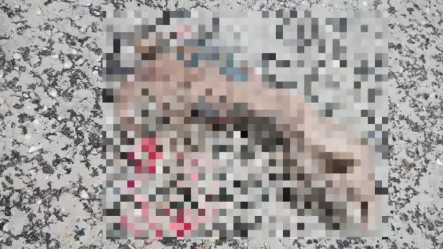 Autoridades descartaron que el brazo tenga relación con hechos criminales