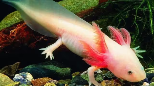 Los ajolotes viven principalmente en el Lago de Xochimilco