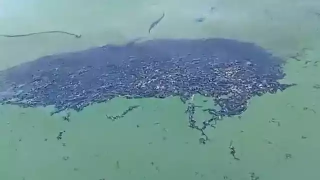 Pescadores de Isla Aguada han reportado daños por esta mancha