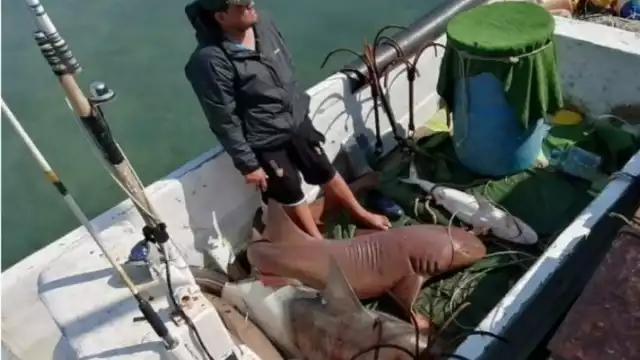 Cooperativistas no esperan llegar a la meta de 20 toneladas; les queda poco tiempo
