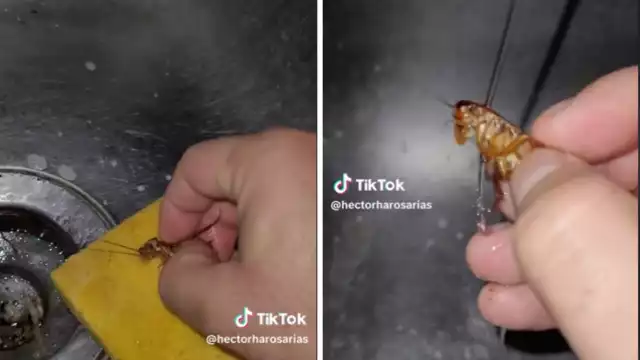 El video tiene más de 240 mil 'me gusta' en TikTok