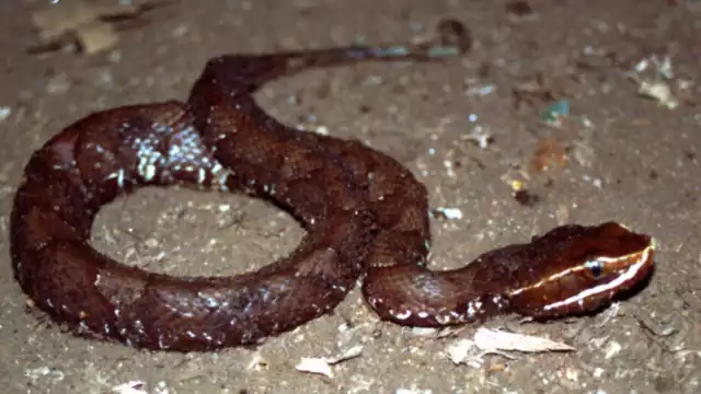 La Huolpoch es la serpiente más venenosa de Yucatán