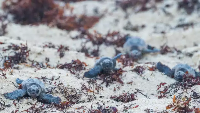 La liberación será en las playas de la zona Oriente de Cozumel