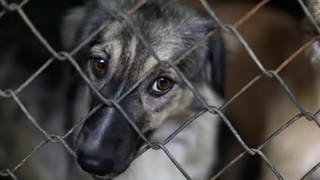 Se tienen 70 expedientes abiertos de maltrato animal