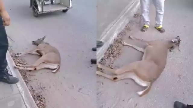 El venado murió debido a que nadie intervino luego de ser atropellado