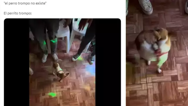 El perrito ha conquistado a las redes sociales con su peculiar truco