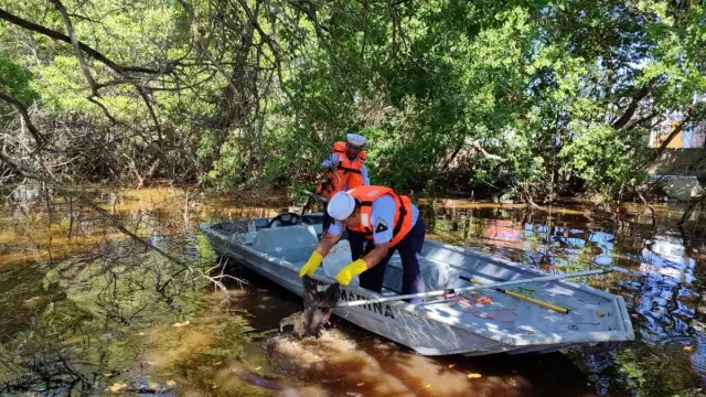 El transporte de residuos corrió por cuenta de ocho vehículos motorizados
