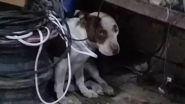 Desde hace tiempo han hallado y puesto a salvo a varios pitbulls en mal estado que son abandonados