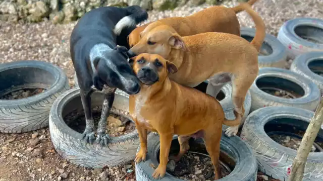 Mucha gente al rescatar un can de la calle, ignora los cuidados adecuados