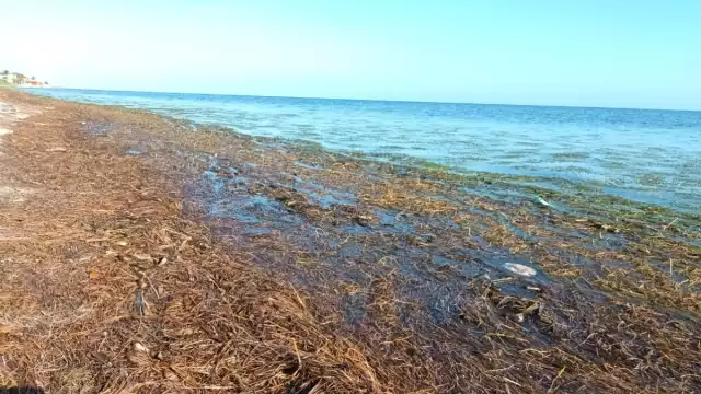 Pobladores temen que presencia de sargazo aleje a los turistas