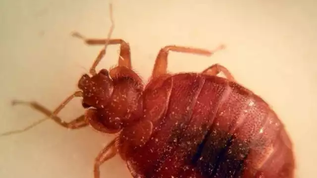 Las chinches o pic podrían estar en los muebles o colchones de las casas