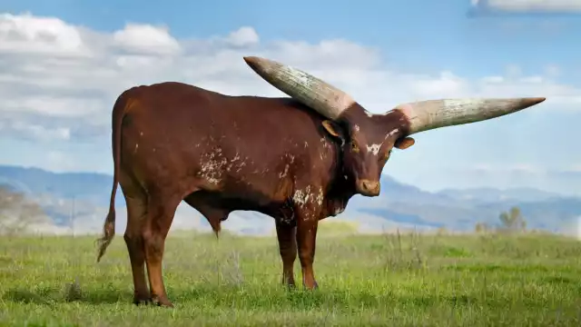 Un animal de más de 500 kg era llevado por carretera. Foto :Especial