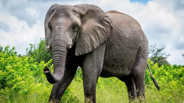 El elefante estaba prófugo desde 2017