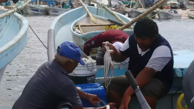 La extracción de este recurso representa una importante fuente de ingresos y una ancestral tradición para los habitantes de la Península