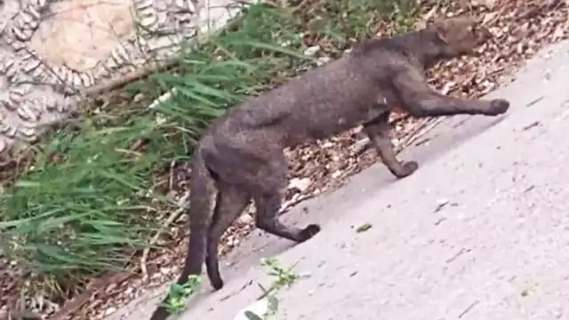 El jaguarundi habría devorado a una gallina en el patio de una casa en Cholul
