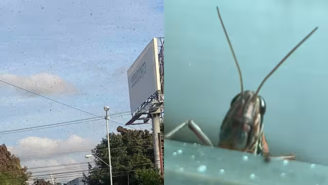 Las langostas han cubierto la zona Norte de Mérida