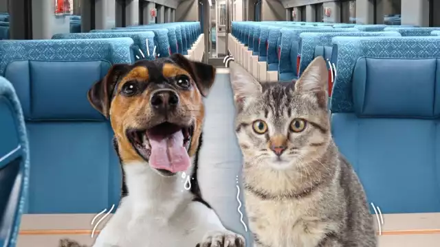 El Tren Maya si permite viajar con mascotas