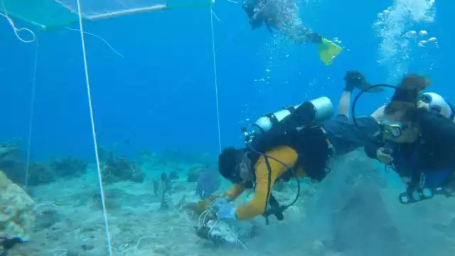 Se busca evitar el blanqueamiento del coral Orbicella Faveolata.