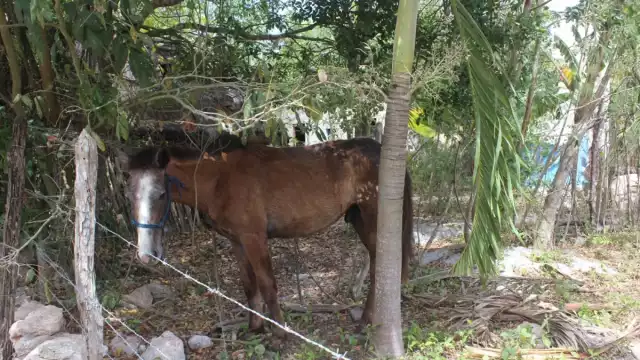En las comunidades de esta zona señaló que maltratan, asesinan o abusan de los perros y gatos