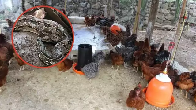 El hombre se quitó el miedo y decidió vigilar su gallinero