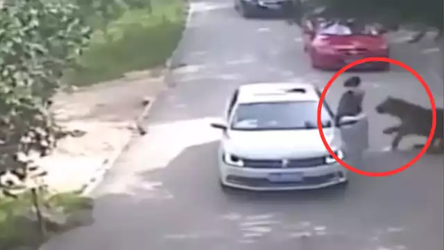 La mujer fue arrastrada por el animal, quien la devoró. Foto: Especial