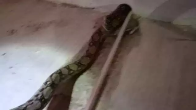 La boa fue sacada de la tubería para ser liberada en la Zona Cero de Progreso