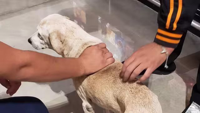 Especialista dijo que hay razas intolerantes a estos ruidos y muchos mueren infartados.