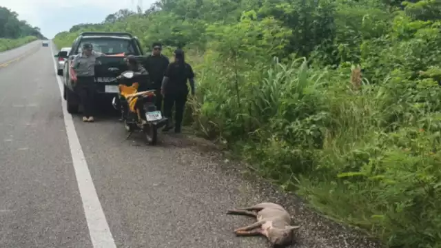 Autoridades trabajarán en conjunto para determinar las circunstancias exactas que llevaron a este incidente