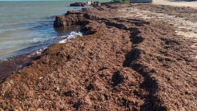 Los residentes agregaron que en estas fechas la expulsión de esta basura marina orgánica suele ser de manera constante