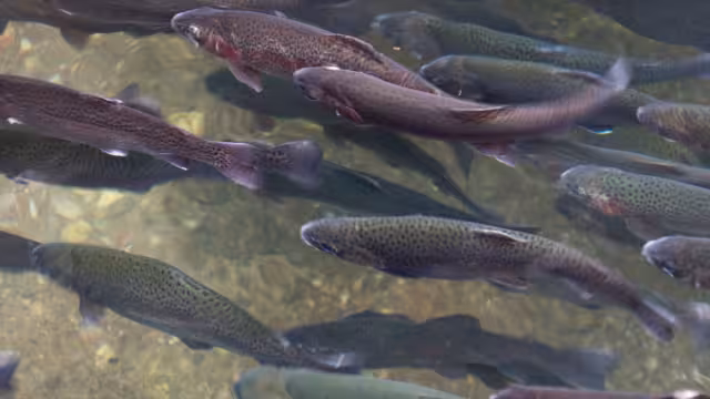 Por cuarto año consecutivo, este país está sufriendo esta situación. Foto: Especial
