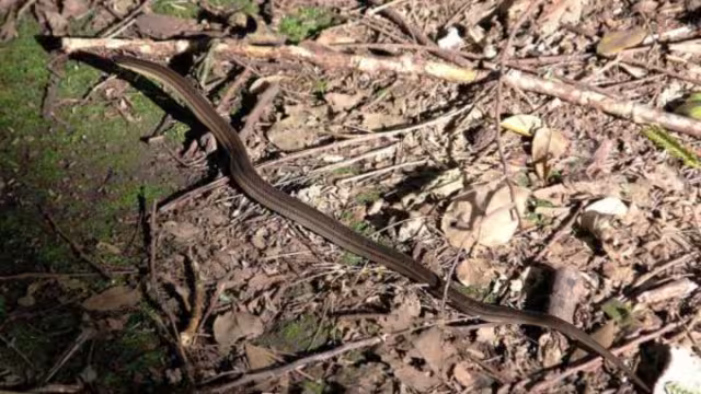 Las serpientes salen durante las lluvias en busca de calor
