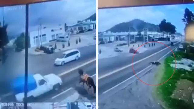 El caballo se puso en pie, pero murió momento después