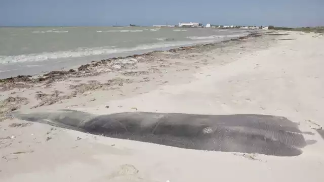 La clausura de los geotubos en Paraíso Sisal por violar la ley ambiental podría clausurar complejo inmobiliario