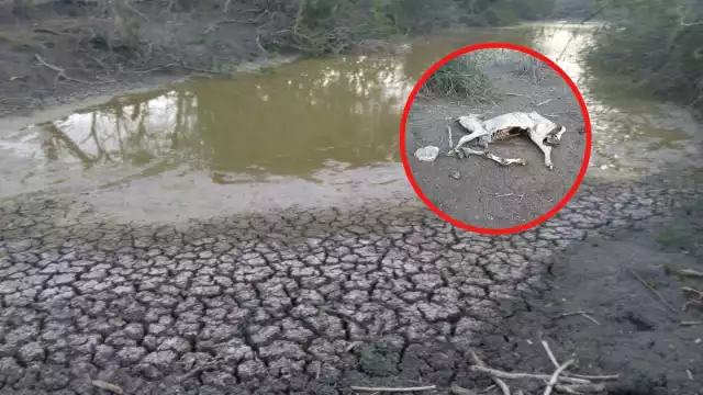 La sequía ha dejado sin pasto para alimentar a los animales