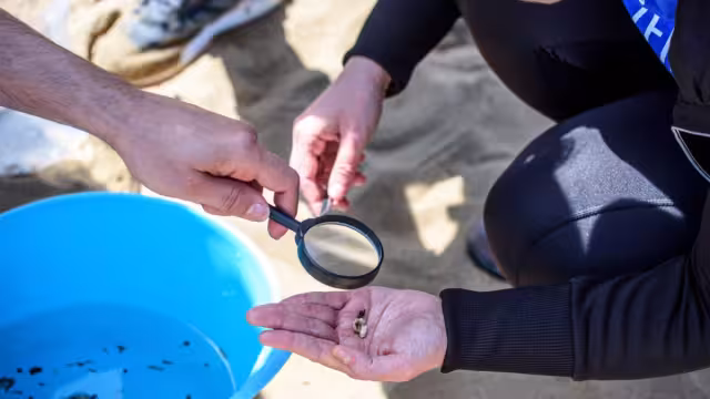 Detalló que los MPs se incorporan a la flora y fauna marina y luego en las cadenas tróficas