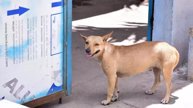 Uno de los requisitos para adoptar es que la casa del solicitante tenga barda