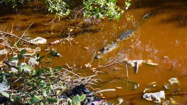 Las personas que se encontraban en el lugar se asombraron ante su presencia