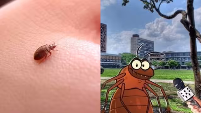 Las chinches han dejado cientos de memes en las redes sociales