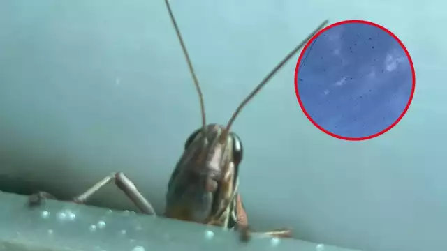 Durante la tarde de este martes se reportó una plaga de langostas