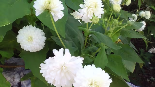 Las Teresitas se asemejan a unos pompones pequeños, pues tienen muchos pétalos que las hacen ver repolladas