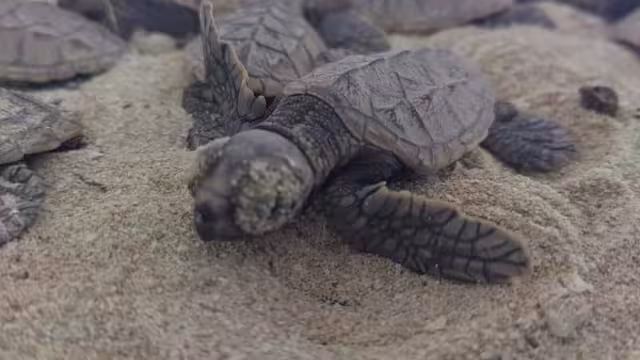 Este 2023, la especie carey (Eretmochelys imbricata) fue la que dominó con un 98 por ciento de presencia