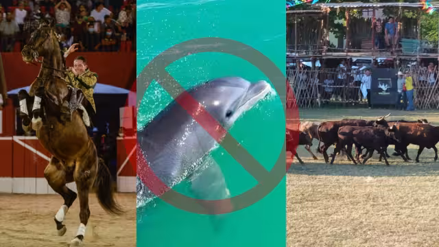 Se aceptó una legislación que impide el uso y tránsito de animales en vehículos de tracción, lo que implica la cancelación de ocupar de caballos